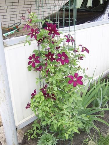 Опоры для клематисов своими руками