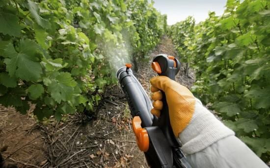 Опрыскивание винограда весной: используемые препараты и технология