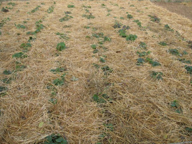 Осенний уход за клубникой