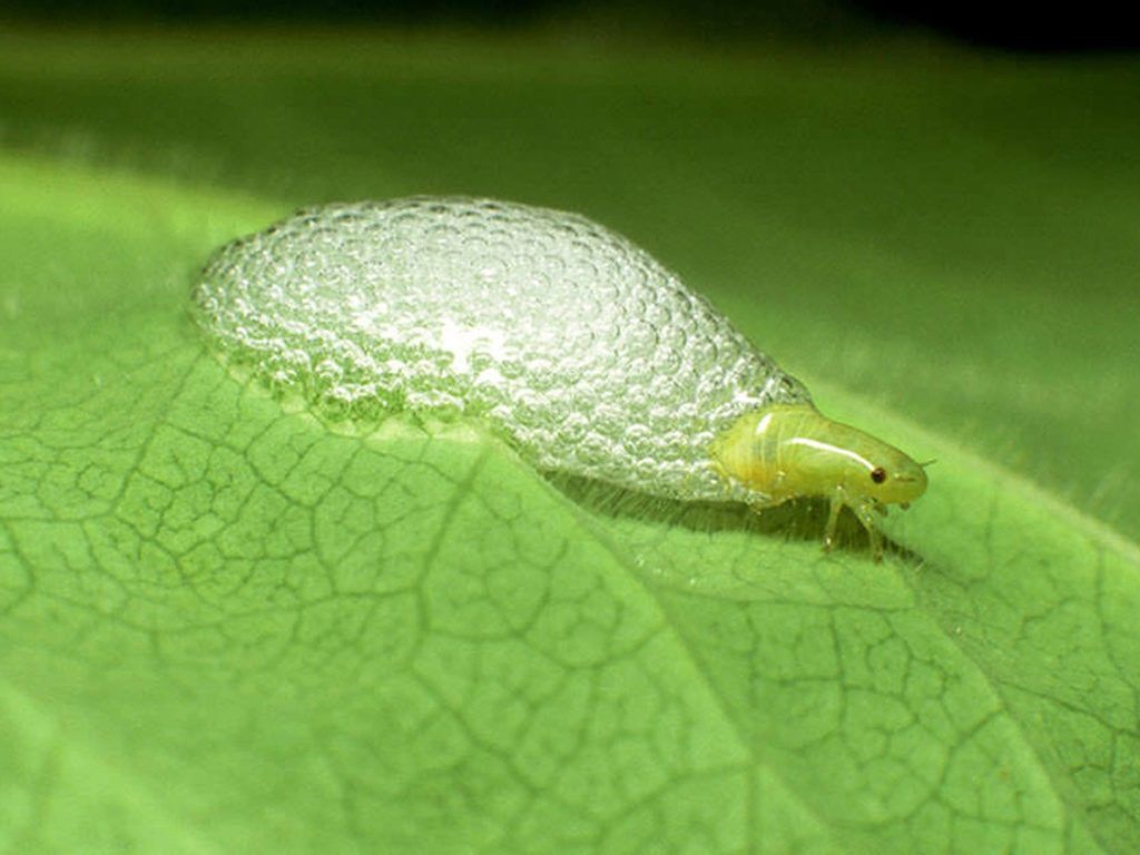 Что такое пенница слюнявая, защита от пенниц