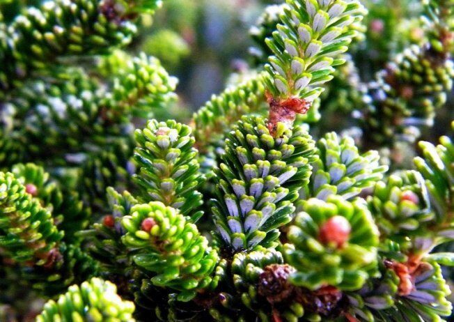 Пихта abies koreana, описание, фото и характеристики, сорта, советы по агротехнике