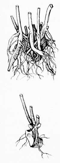 Пионы, время пересаживать, деление, посадка