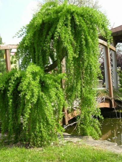 Плакучие деревья для сада, их виды, особенности ухода и обрезки