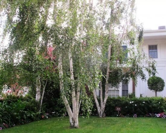 Плакучие деревья для сада, их виды, особенности ухода и обрезки