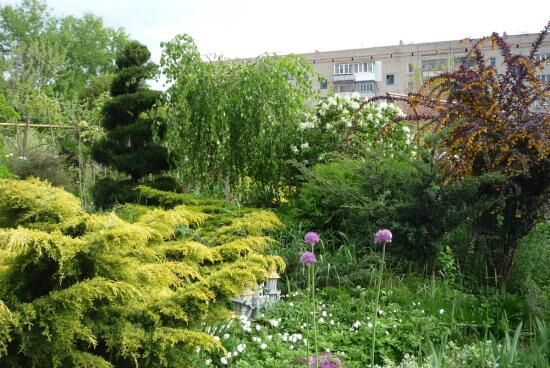 Плакучие деревья для сада, их виды, особенности ухода и обрезки