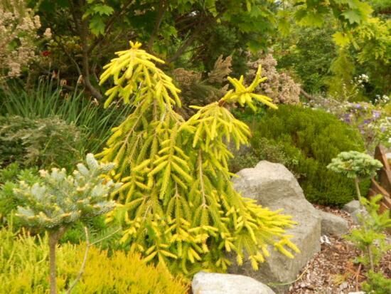 Плакучие деревья для сада, их виды, особенности ухода и обрезки