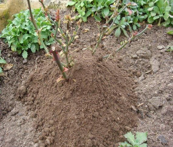 Подготовка сада к зиме для начинающих