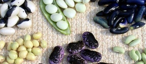 Подготовка семян к посеву — закаливание