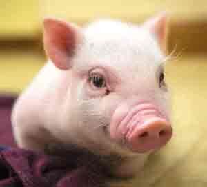 ПОКУПКА ПОРОСЕНКА, СОВЕТЫ