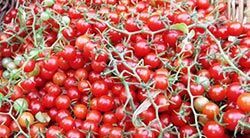 Помидоры и их сорта