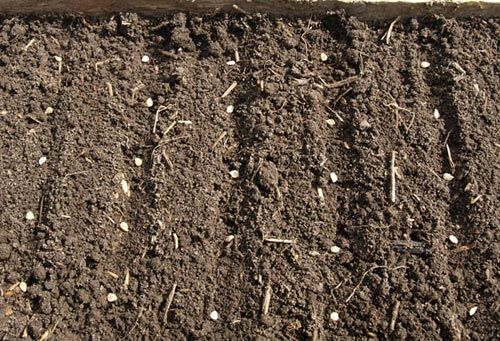 Помидоры: посадка и уход за рассадой