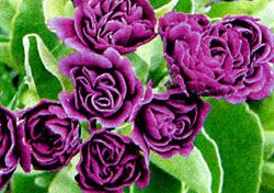 Примулы  ранние весенние цветы,  виды и сорта примулы