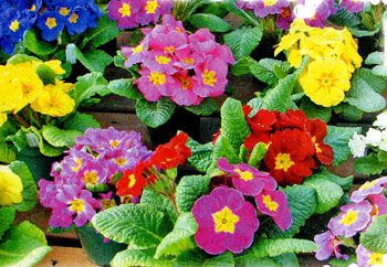 Примулы  ранние весенние цветы,  виды и сорта примулы