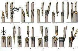 Прививание плодовых деревьев: терминология, инструменты и способы