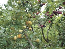 Прививка деревьев весной: способы и их описание