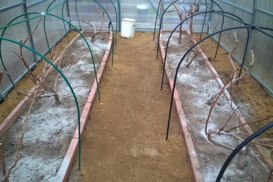 Расстояние между кустами винограда, или есть ли смысл в загущении посадок