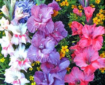 Размножение  гладиолусов, выведение семенами