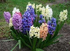 Размножение и пересадка гиацинтов