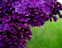 Размножение сирени черенками: технология и уход после посадки