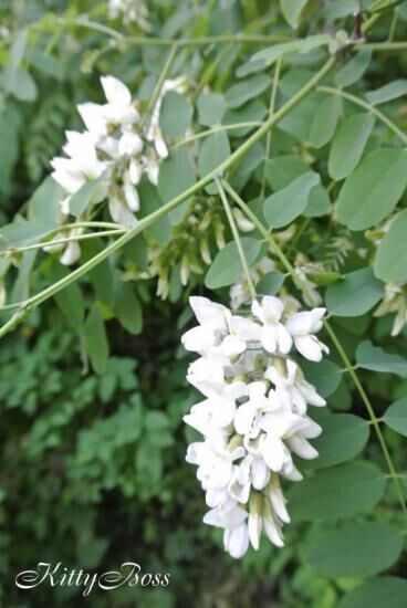 Робиния лжеакация: виды, выращивание, уход