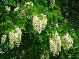 Самое быстрорастущее дерево для выращивания в умеренном климате