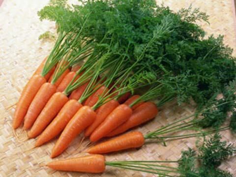 Семена моркови — лучшие сорта для открытого грунта