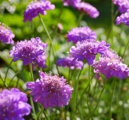Скабиоза многолетняя и ее выращивание