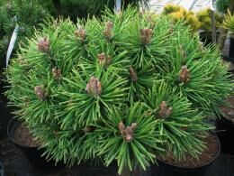 Сколько растет сосна при выращивании на участке