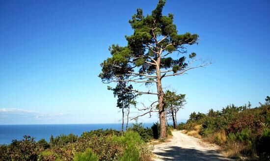 Сколько растет сосна при выращивании на участке