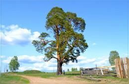 Сколько растут сосны в саду: посадка и уход