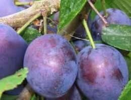 Слива Богатырская, особенности сорта, посадка, уход, сбор и хранение урожая