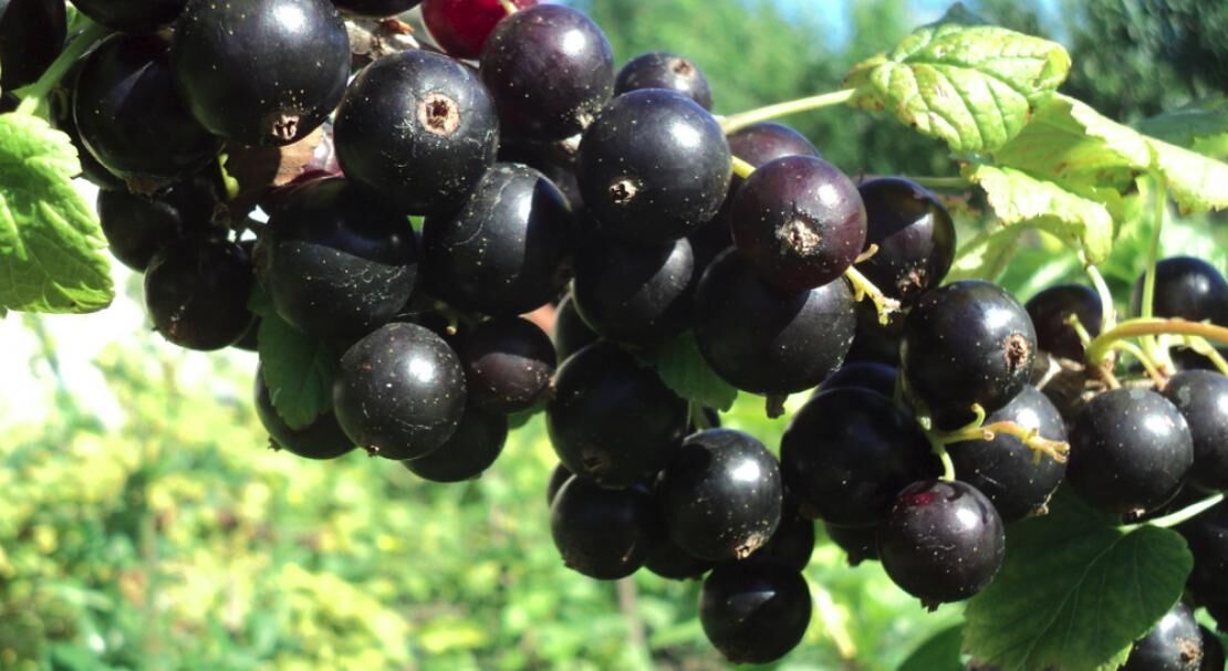 Смородина Черный бумер