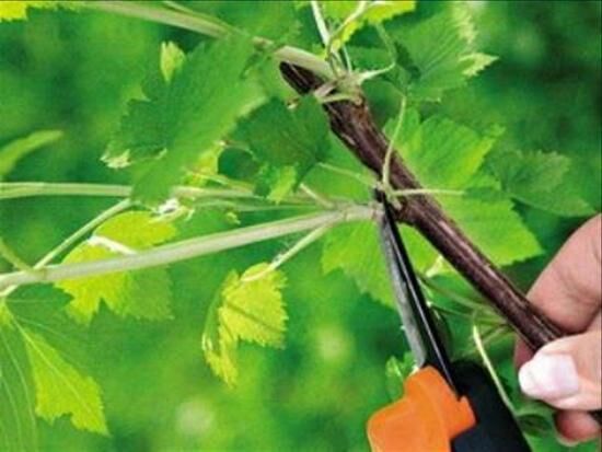 Смородина дикая или репис: выращивание кустарника в домашних условиях