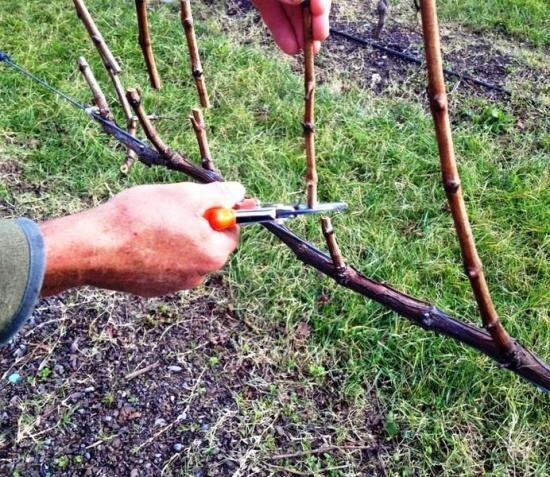 Сорт винограда Кристалл, описание, чем привлекателен, как посадить, поливать, организовывать зимовку