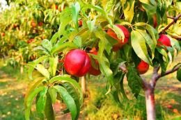 Сорта нектарина, описание и фото, самоплодные и ранние, наиболее популярные