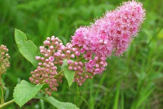 Спирея Дугласа: ботаническое описание, условия выращивания и уход