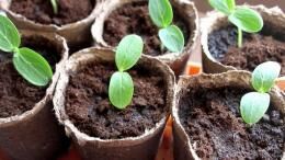 Торфяные горшочки для рассады, как выбрать, плюсы и минусы