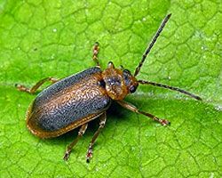 У земляники  кем-то изъедены листья