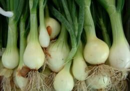 Удобрения для лука - как и когда их надо использовать