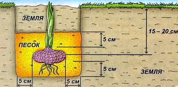 Уход за георгинами, условия правильного выращивания