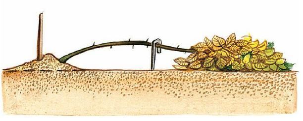 Укрытие штамбовой розы на зиму