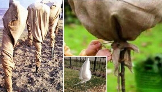 Укрытие штамбовой розы на зиму