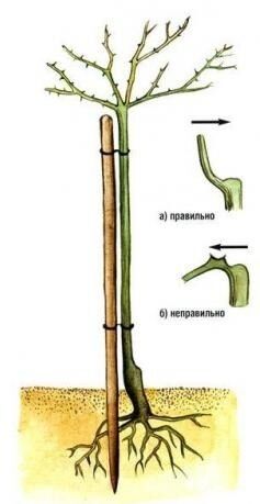 Укрытие штамбовой розы на зиму