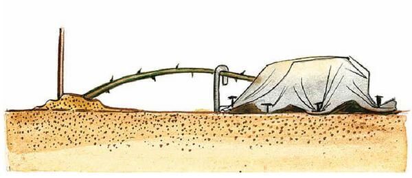 Укрытие штамбовой розы на зиму