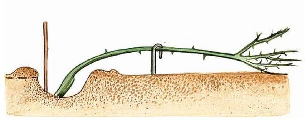 Укрытие штамбовой розы на зиму