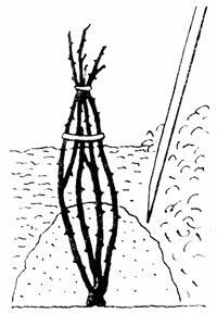 В какое время правильно открывать розы