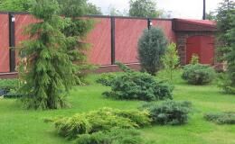 Вечнозеленые хвойники: как правильно посадить ель на участке