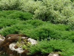 Вечнозеленые растения для сада: основные виды и их описание