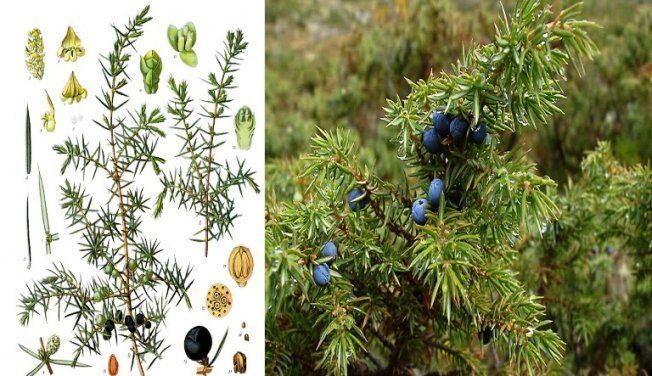 Верес - это что за растение, как оно выглядит на фото, лечебные и магические свойства