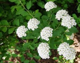 Виды спиреи, правила размножения, высадки и особенности ухода в открытом грунте